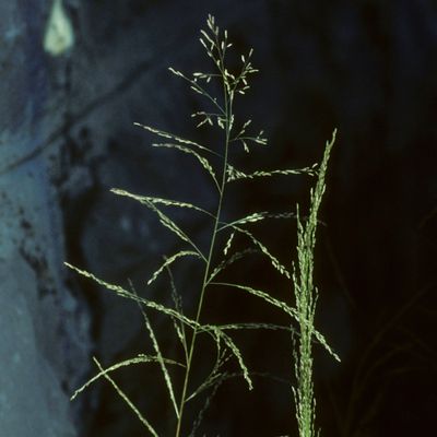 Eragrostis virescens J. Presl, © Copyright Christophe Bornand