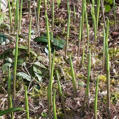 Convallaria majalis L., 30 March 2013, © Copyright Françoise Alsaker – Asparagaceae