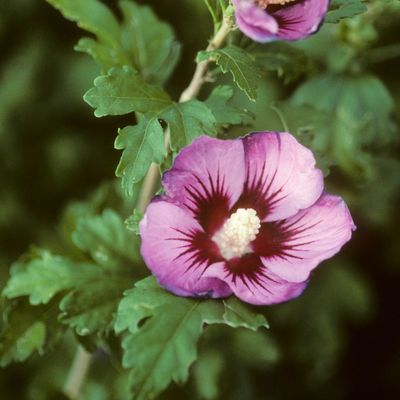 Hibiscus syriacus L., © Copyright Christophe Bornand