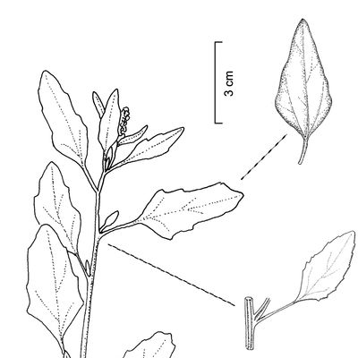 Chenopodium strictum Roth, 12 January 2023, © 2022, Stefan Eggenberg – Flora Vegetativa © Haupt Verlag