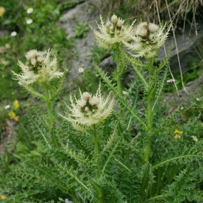 Cirsium spinosissimum (L.) Scop., © Copyright Christophe Bornand