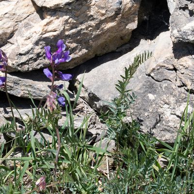 Vicia onobrychioides L., 6 May 2019, Françoise Alsaker – Fabaceae