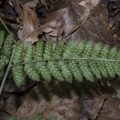 Dryopteris dilatata (Hoffm.) A. Gray, 21 May 2018, © Copyright Françoise Alsaker – Dryopteridaceae Wurmfarngewächse