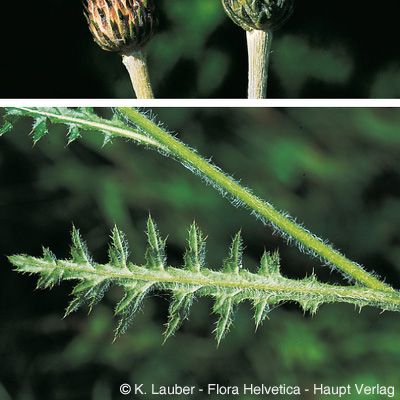 Cirsium tuberosum (L.) All., © 2022, Konrad Lauber – Flora Helvetica – Haupt Verlag