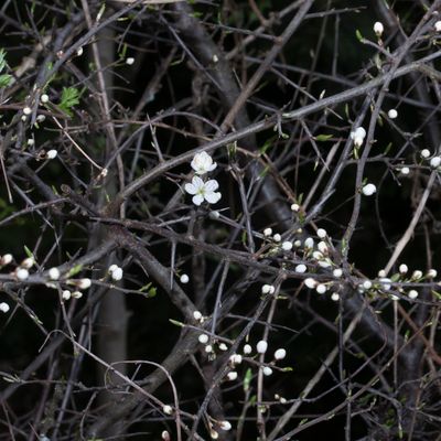 Prunus spinosa L., 15 April 2018, © Copyright Françoise Alsaker – Rosaceae