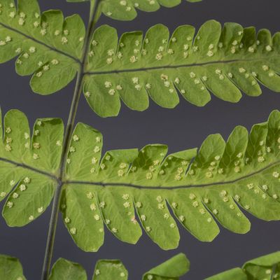 Gymnocarpium dryopteris (L.) Newman, 10 July 2019, © Copyright Françoise Alsaker