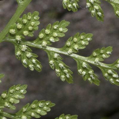 Cystopteris fragilis (L.) Bernh., 23 May 2018, © Copyright Françoise Alsaker – Woodsiaceae