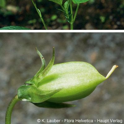 Viola canina subsp. montana auct., © 2022, Konrad Lauber – Flora Helvetica – Haupt Verlag