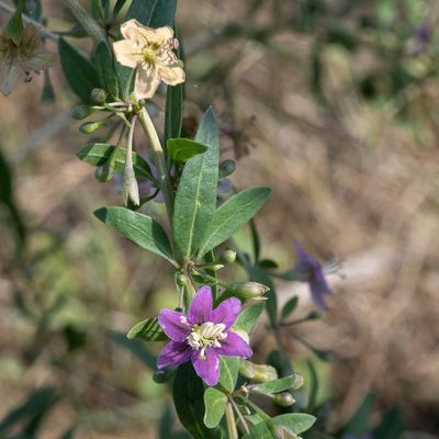 Lycium barbarum L., 29 March 2022, © Copyright Françoise Alsaker – Solanaceae