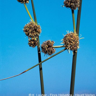 Scirpoides holoschoenus (L.) Soják, © 2022, Konrad Lauber – Flora Helvetica – Haupt Verlag