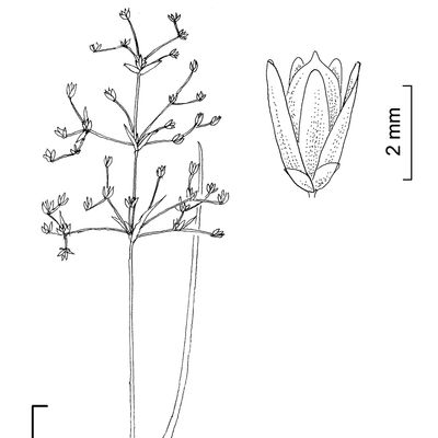 Juncus subnodulosus Schrank, © 2022, Stefan Eggenberg – Flora Vegetativa - Haupt Verlag