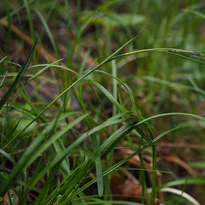 Carex sempervirens Vill., © Copyright 2019 Michael Jutzi
 – Trub BE