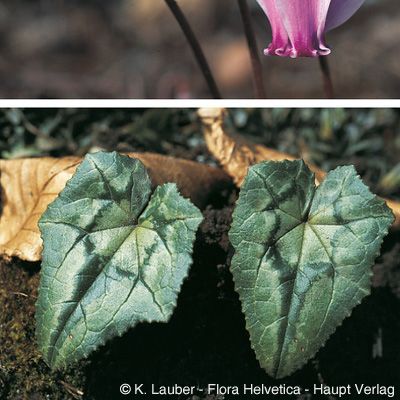 Cyclamen hederifolium Aiton, © 2022, Konrad Lauber – Flora Helvetica – Haupt Verlag