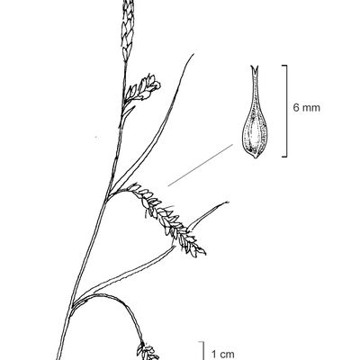 Carex sylvatica Huds., 7 January 2021, © 2022, Stefan Eggenberg – Flora Vegetativa - Haupt Verlag
