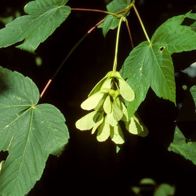 Acer pseudoplatanus L., © Copyright Christophe Bornand