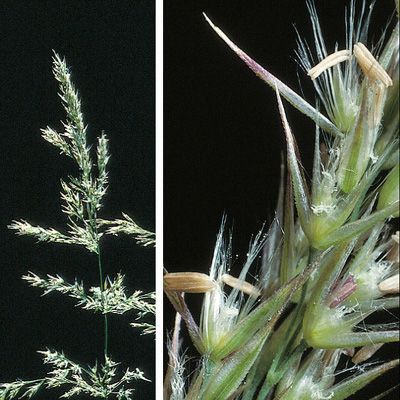 Calamagrostis canescens (F. H. Wigg.) Roth, © 2022, Konrad Lauber – Flora Helvetica – Haupt Verlag