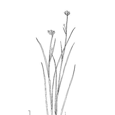 Rhynchospora alba (L.) Vahl, 2 December 2022, © 2022, Stefan Eggenberg – Flora Vegetativa - Haupt Verlag