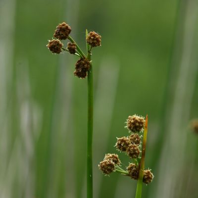 Scirpoides holoschoenus (L.) Soják, © Copyright Christophe Bornand