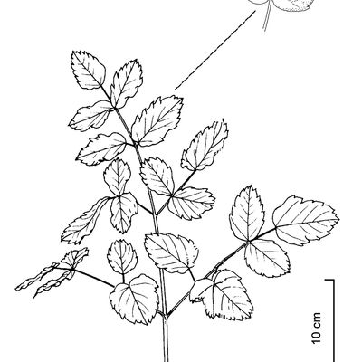 Laserpitium latifolium L., © 2022, Stefan Eggenberg – Flora Vegetativa © Haupt Verlag