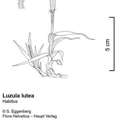Luzula lutea (All.) DC., © 2022, Stefan Eggenberg – Flora Vegetativa - Haupt Verlag