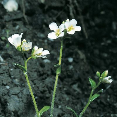 Arabis serpillifolia Vill., © 2022, Konrad Lauber – Flora Helvetica – Haupt Verlag