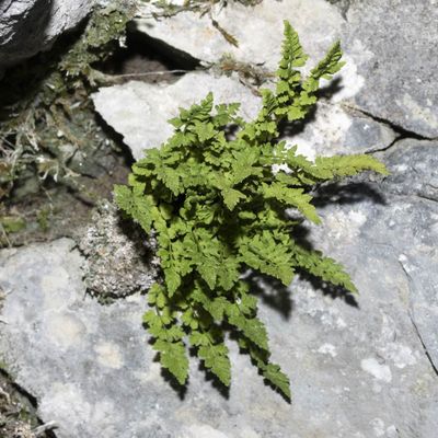 Woodsia pulchella Bertol., 27 July 2018, © Copyright Françoise Alsaker – Woodsiaceae Wimperfarngewächse
