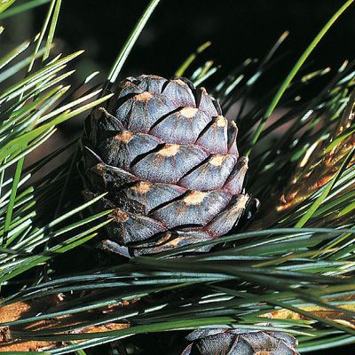 Pinus cembra L., © 2022, Konrad Lauber – Flora Helvetica – Haupt Verlag
