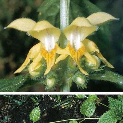 Lamium galeobdolon subsp. montanum (Pers.) Hayek, © 2022, Konrad Lauber – Flora Helvetica – Haupt Verlag
