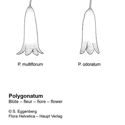 Polygonatum odoratum (Mill.) Druce, 7 January 2021, © 2022, Stefan Eggenberg – Flora Helvetica – Haupt Verlag, comparison figure