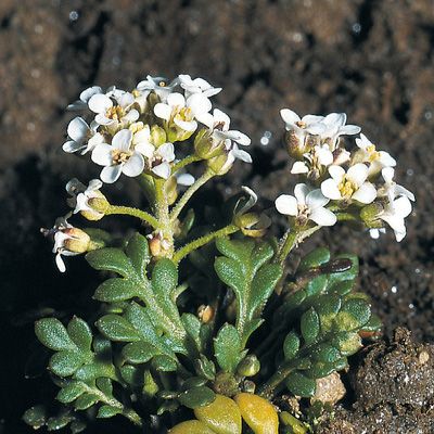 Pritzelago alpina subsp. brevicaulis (Spreng.) Greuter & Burdet, © 2022, Konrad Lauber – Flora Helvetica – Haupt Verlag
