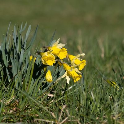 Narcissus pseudonarcissus L., 29 March 2022, © Copyright Françoise Alsaker – Amaryllidaceae	Narzissengewächse