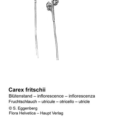 Carex fritschii Waisb., 7 January 2021, © 2022, Stefan Eggenberg – Flora Vegetativa - Haupt Verlag