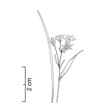 Gagea minima (L.) Ker Gawl., © 2022, Stefan Eggenberg – Flora Vegetativa - Haupt Verlag
