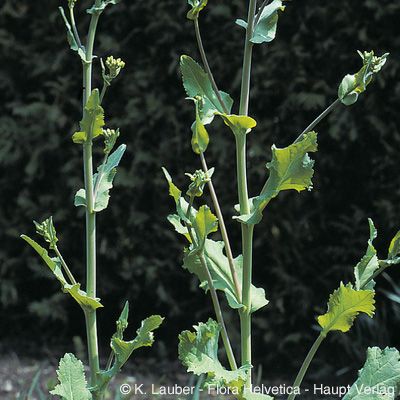 Brassica rapa L., © 2022, Konrad Lauber – Flora Helvetica – Haupt Verlag