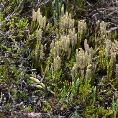 Diphasiastrum alpinum (L.) Holub, 30 July 2019, © Copyright Françoise Alsaker