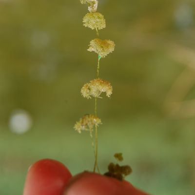 Nitella tenuissima (Desv.) Kütz., © 2010, A. Boissezon – Nitella tenuissima est facilement reconnaissable à ses verticilles globuleux et très espacés qui lui donne cet aspect en chapelet.