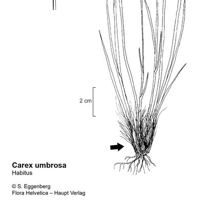 Carex umbrosa Host, 7 January 2021, © 2022, Stefan Eggenberg – Flora Vegetativa - Haupt Verlag