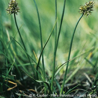 Carex maritima Gunnerus, © 2022, Konrad Lauber – Flora Helvetica – Haupt Verlag