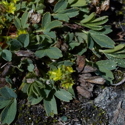 Sibbaldia procumbens L., © 2022, Hugh Knott – Zermatt