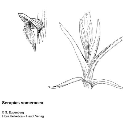Serapias vomeracea (Burm. f.) Briq., 2 December 2022, © 2022, Stefan Eggenberg – Flora Vegetativa - Haupt Verlag