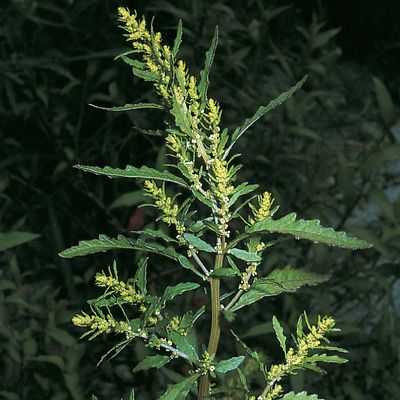 Chenopodium ambrosioides L., © 2022, Konrad Lauber – Flora Helvetica – Haupt Verlag