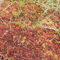 13/15 - © Copyright 2014 Patrice Prunier – VI.2.1.1.1 - Sphagnetum medii, Ste-Croix CH-VD