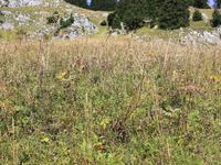 5/5 - © 2012, Patrice Prunier – IV.2.2.2.1 - Peucedano-Laserpitietum latifoliae, Sommand FR-74