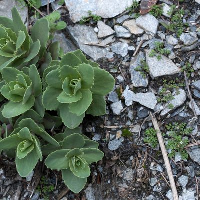Sedum telephium subsp. maximum (L.) Kirschl., 24 March 2017, © Copyright Françoise Alsaker – Crassulaceae