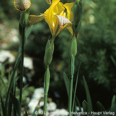 Iris variegata L., © 2022, Konrad Lauber – Flora Helvetica – Haupt Verlag