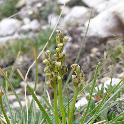 Chamorchis alpina (L.) Rich., 6 January 2015, © 2005, Peter Bolliger – Poschiavo