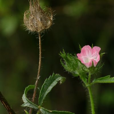 Althaea hirsuta L., © Copyright Christophe Bornand