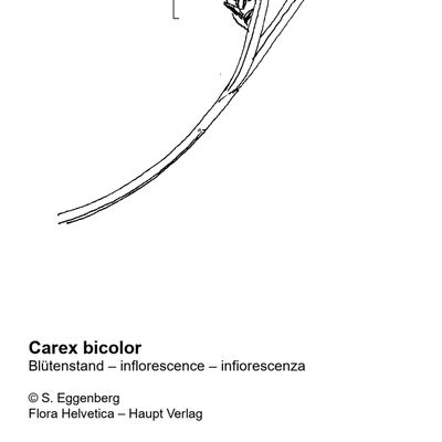 Carex bicolor All., 7 January 2021, © 2022, Stefan Eggenberg – Flora Vegetativa - Haupt Verlag