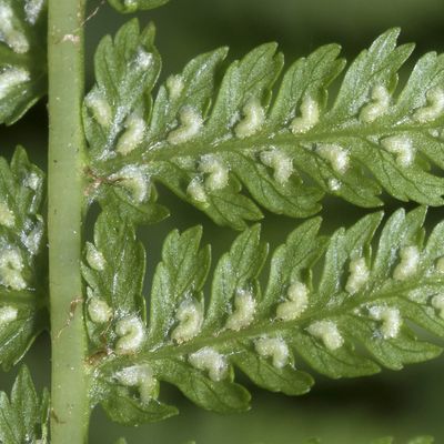 Athyrium filix-femina (L.) Roth, 5 June 2018, © Copyright Françoise Alsaker – Woodsiaceae