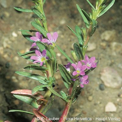 Lythrum hyssopifolia L., © 2022, Konrad Lauber – Flora Helvetica – Haupt Verlag